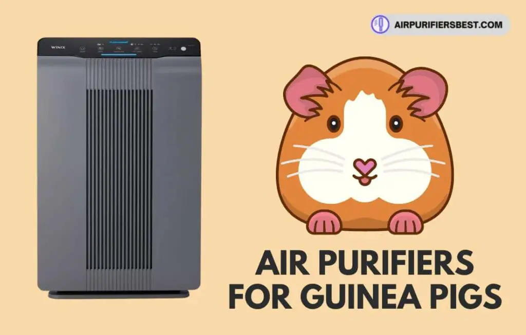 Best Air Purifiers For Guinea Pigs